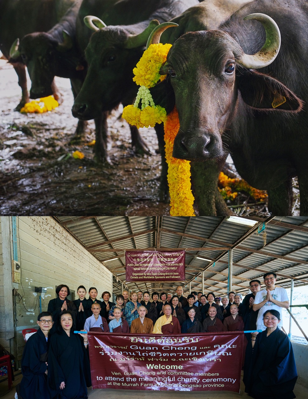 Freeing of Animals and Sea Lives - International Buddhist Society | 國際佛教觀音寺